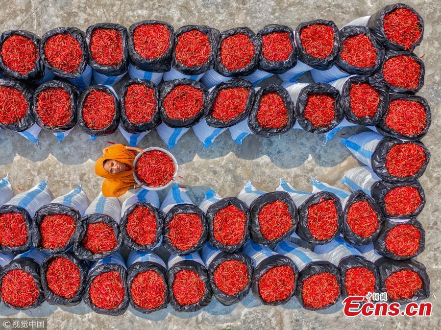 An aerial view of workers as they process and dry red chili peppers under the sun in Upazila, Bangladesh. (Photo/VCG)