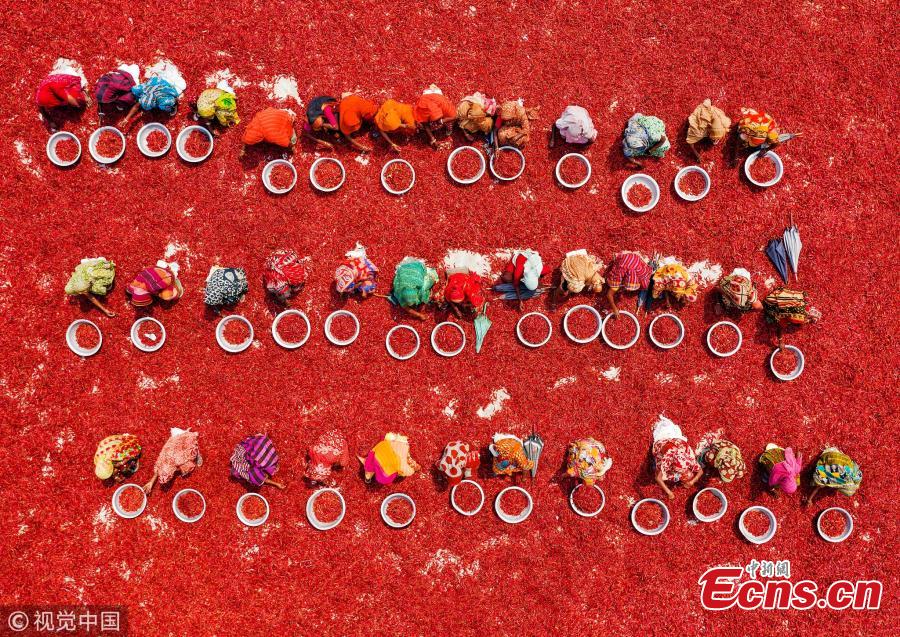 An aerial view of workers as they process and dry red chili peppers under the sun in Upazila, Bangladesh. (Photo/VCG)