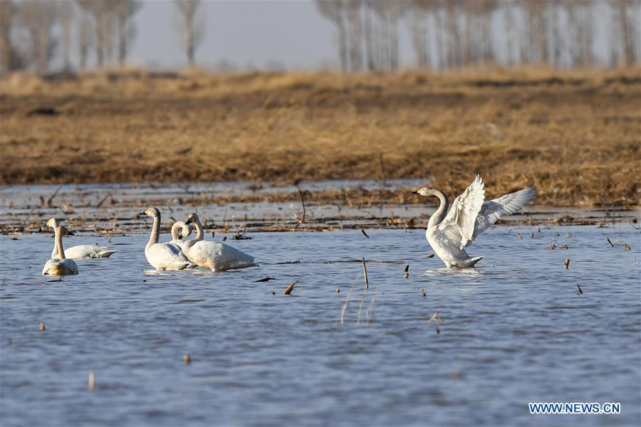 Swans are seen at a shoal of the Yellow River in Hangjin Banner, north China\'s Inner Mongolia Autonomous Region on April 2, 2019. (Xinhua/Liu Lei)