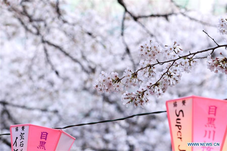Photo taken on April 3, 2019 shows the cherry blossom on bank of Meguro river, in Tokyo, Japan. (Xinhua/Du Xiaoyi)