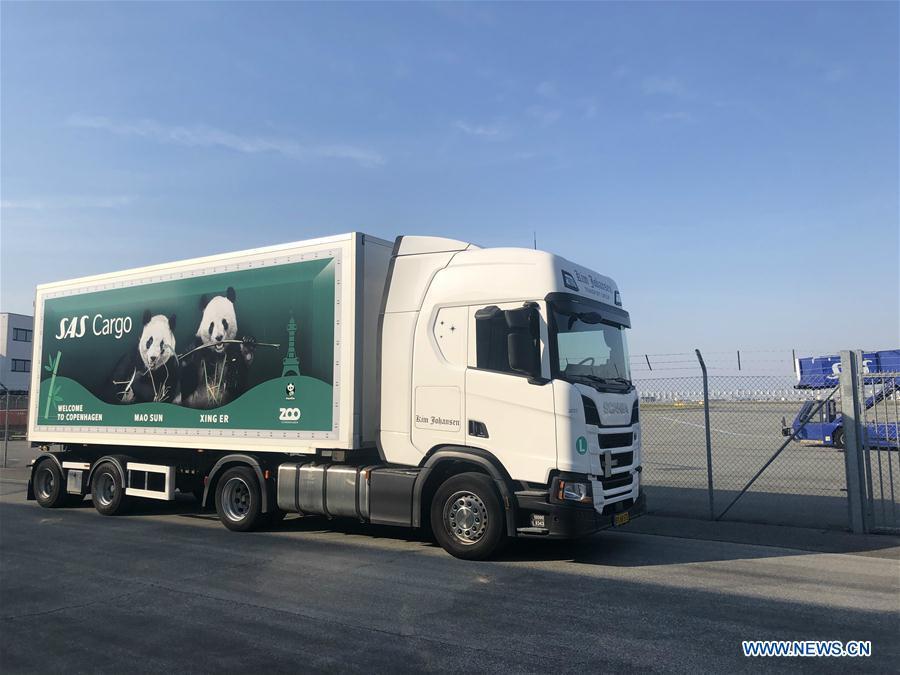 A truck is deployed to receive and transfer Xing Er and Mao Er (Mao Sun), two giant pandas from China, at Kastrup airport in Copenhagen, Denmark, on April 4, 2019. After arriving in Copenhagen on Thursday, the pair of giant pandas Xing Er, a 5-year-old male, and Mao Er, a 4-year-old female, will head to their new home in Copenhagen Zoo for collaborative research. They will live in Denmark for 15 years, according to the agreement signed between the Chinese Association of Zoological Gardens and the zoo in 2017. (Xinhua/He Lijie)