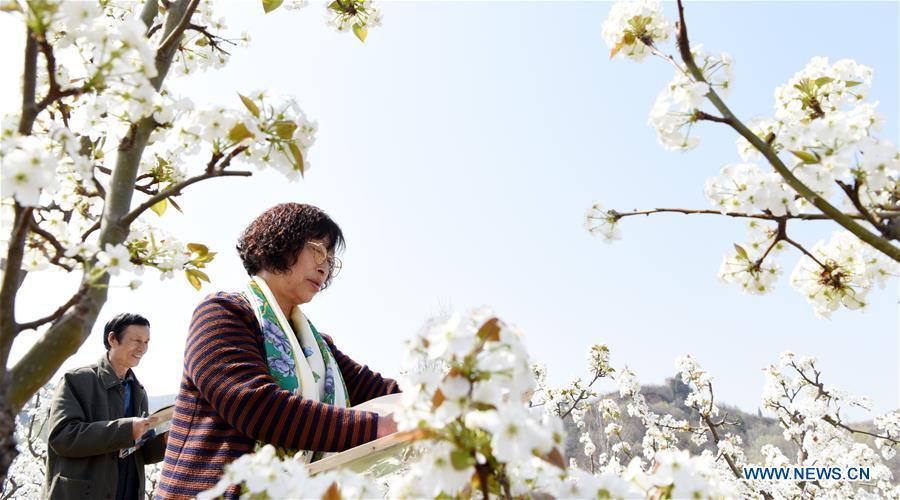 Elderly people draw pictures at a pear tree garden during the holiday for the Qingming Festival in Yuncheng, north China\'s Shanxi Province, April 5, 2019. (Xinhua/Cui Songliang)