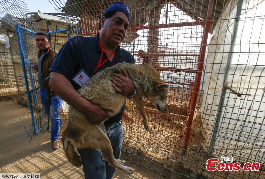 A sedated lioness is pictured in a cage at a zoo in Rafah in the southern Gaza Strip, during the evacuation by members of the international animal welfare charity \'Four Paws\' of animals from the Palestinian enclave to relocate to sanctuaries in Jordan, on April 7, 2019. Forty animals including five lions are to be rescued from squalid conditions in the Gaza Strip, an animal welfare group said. (Photo/VCG)