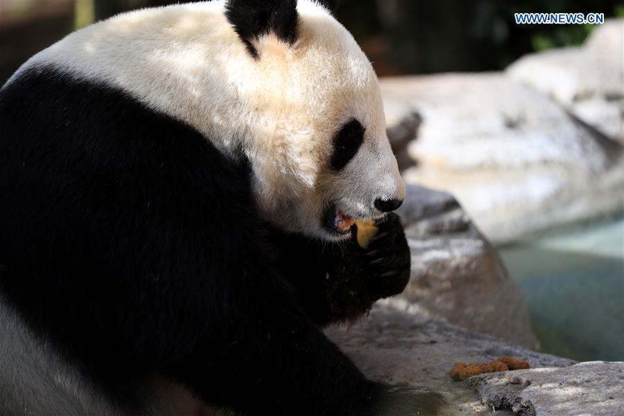Twenty-seven-year-old female giant panda Bai Yun eats fruit in San Diego Zoo in San Diego, the United States, April 6, 2019. The San Diego Zoo in the U.S. state of California held a special ceremony on Saturday to kick off a three-week farewell event for two giant pandas. Twenty-seven-year-old female giant panda Bai Yun and her son, six-year-old Xiao Liwu, will leave the zoo in late April and be sent back to China, as the zoo\'s conservation loan agreement with China has ended. (Xinhua/Li Ying)