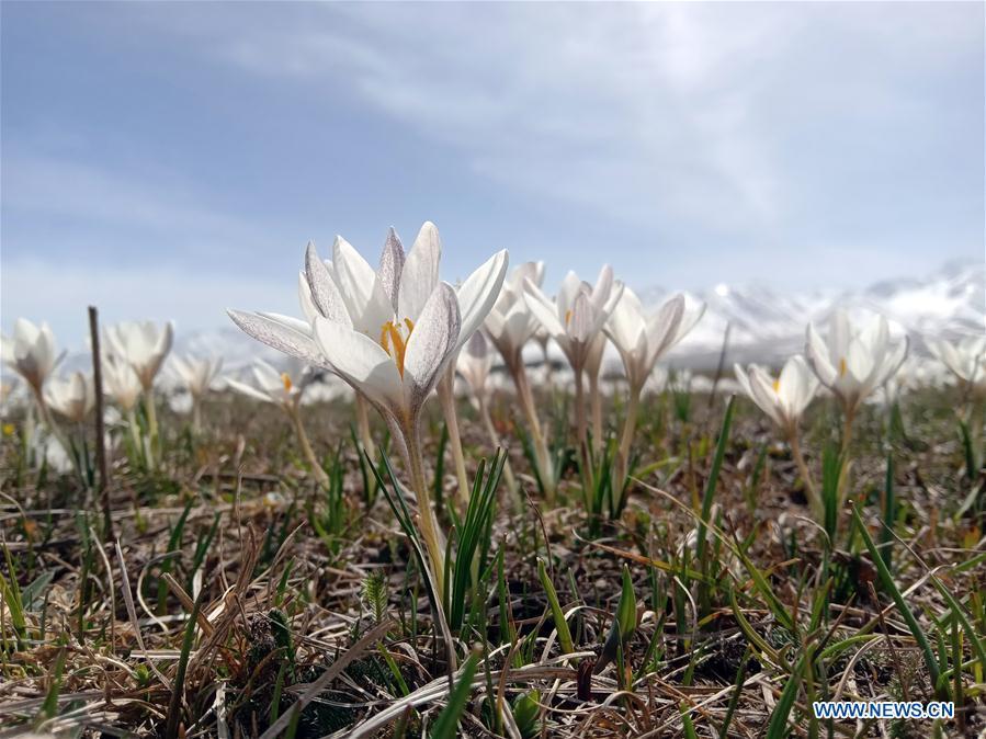 Photo taken on April 4, 2019 shows wild lily flowers at the Narat scenic spot in Xinyuan County, northwest China\'s Xinjiang Uygur Autonomous Region. (Xinhua/Sadat)
