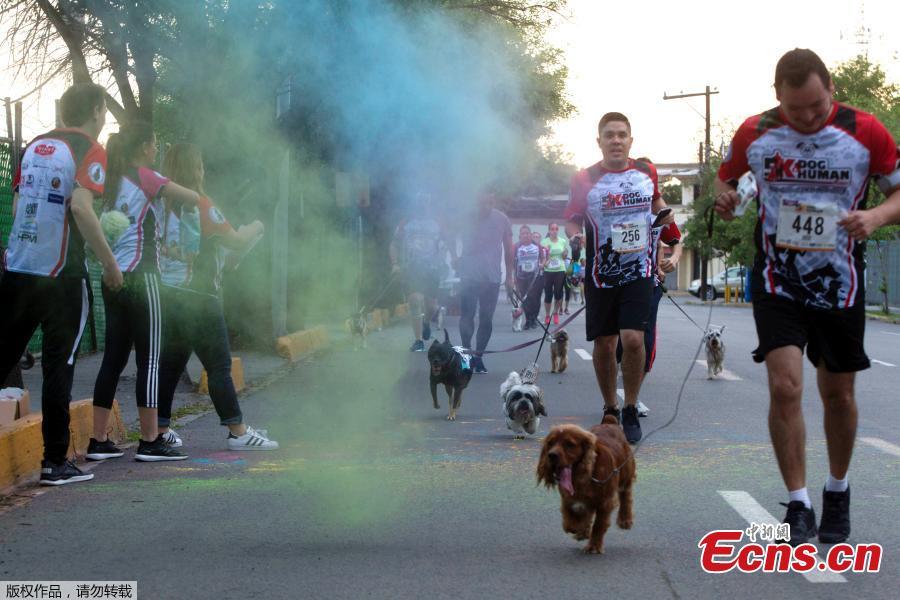 People and their dogs run during the Dog & Human Race Monterrey 2019, in order to foster coexistence with pets in Monterrey, Mexico, on April 7, 2019. (Photo/Agencies)