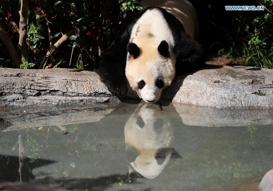 Twenty-seven-year-old female giant panda Bai Yun drinks water in San Diego Zoo in San Diego, the United States, April 6, 2019. The San Diego Zoo in the U.S. state of California held a special ceremony on Saturday to kick off a three-week farewell event for two giant pandas. Twenty-seven-year-old female giant panda Bai Yun and her son, six-year-old Xiao Liwu, will leave the zoo in late April and be sent back to China, as the zoo\'s conservation loan agreement with China has ended. (Xinhua/Li Ying)