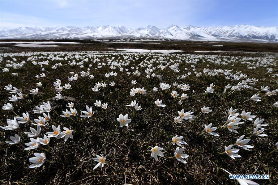 Photo taken on April 4, 2019 shows wild lily flowers at the Narat scenic spot in Xinyuan County, northwest China\'s Xinjiang Uygur Autonomous Region. (Xinhua/Sadat)