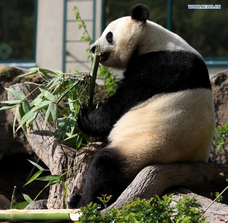 Twenty-seven-year-old female giant panda Bai Yun eats bamboo in San Diego Zoo in San Diego, the United States, April 6, 2019. The San Diego Zoo in the U.S. state of California held a special ceremony on Saturday to kick off a three-week farewell event for two giant pandas. Twenty-seven-year-old female giant panda Bai Yun and her son, six-year-old Xiao Liwu, will leave the zoo in late April and be sent back to China, as the zoo\'s conservation loan agreement with China has ended. (Xinhua/Li Ying)
