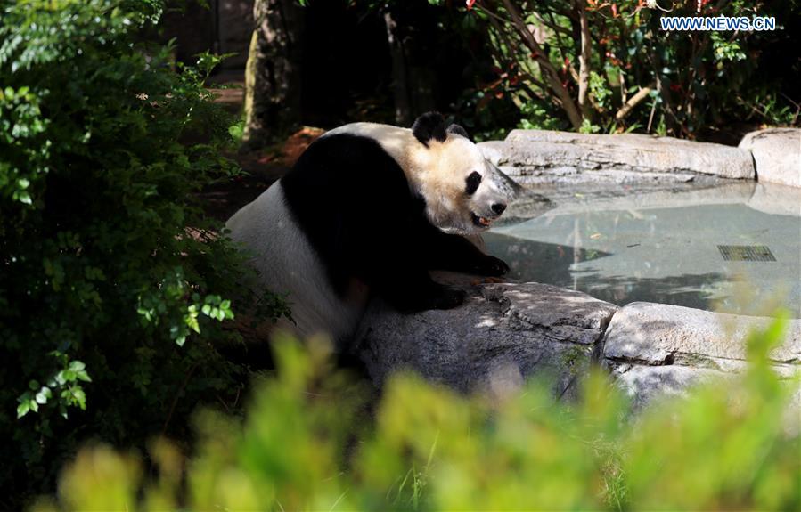 Twenty-seven-year-old female giant panda Bai Yun looks for water in San Diego Zoo in San Diego, the United States, April 6, 2019. The San Diego Zoo in the U.S. state of California held a special ceremony on Saturday to kick off a three-week farewell event for two giant pandas. Twenty-seven-year-old female giant panda Bai Yun and her son, six-year-old Xiao Liwu, will leave the zoo in late April and be sent back to China, as the zoo\'s conservation loan agreement with China has ended. (Xinhua/Li Ying)