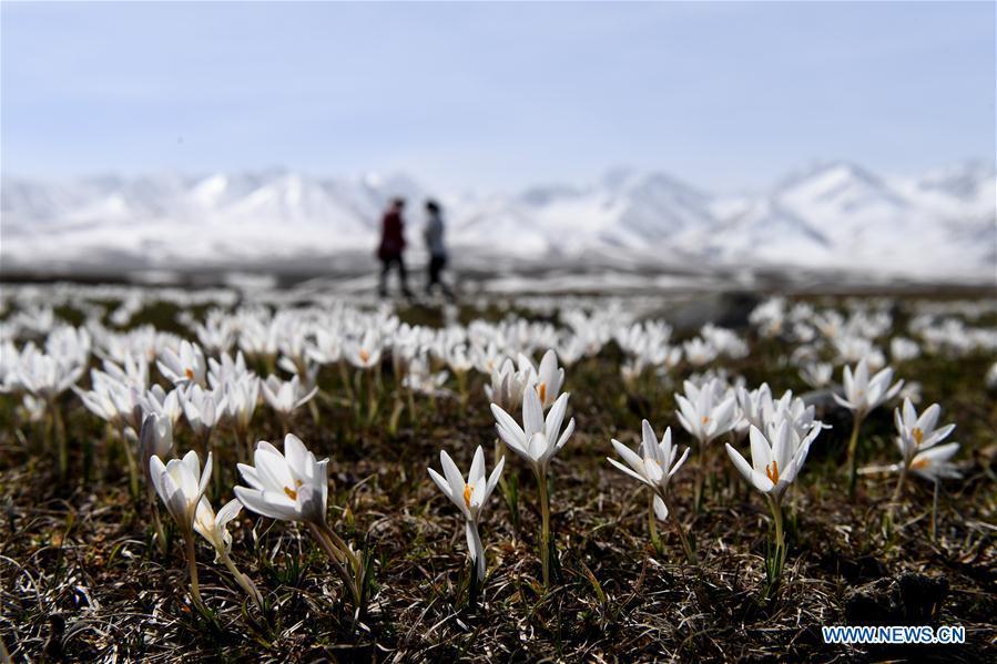 Photo taken on April 4, 2019 shows wild lily flowers at the Narat scenic spot in Xinyuan County, northwest China\'s Xinjiang Uygur Autonomous Region. (Xinhua/Sadat)