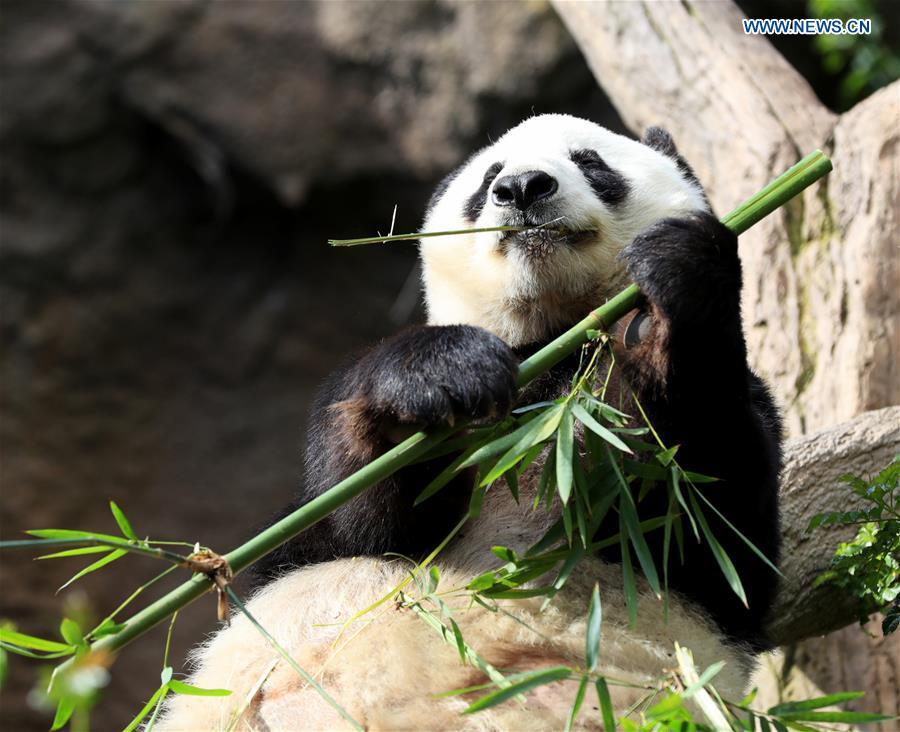 Twenty-seven-year-old female giant panda Bai Yun eats bamboo in San Diego Zoo in San Diego, the United States, April 6, 2019. The San Diego Zoo in the U.S. state of California held a special ceremony on Saturday to kick off a three-week farewell event for two giant pandas. Twenty-seven-year-old female giant panda Bai Yun and her son, six-year-old Xiao Liwu, will leave the zoo in late April and be sent back to China, as the zoo\'s conservation loan agreement with China has ended. (Xinhua/Li Ying)
