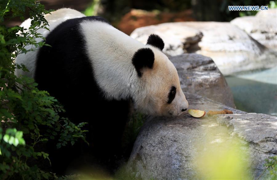 Twenty-seven-year-old female giant panda Bai Yun looks for food in San Diego Zoo in San Diego, the United States, April 6, 2019. The San Diego Zoo in the U.S. state of California held a special ceremony on Saturday to kick off a three-week farewell event for two giant pandas. Twenty-seven-year-old female giant panda Bai Yun and her son, six-year-old Xiao Liwu, will leave the zoo in late April and be sent back to China, as the zoo\'s conservation loan agreement with China has ended. (Xinhua/Li Ying)