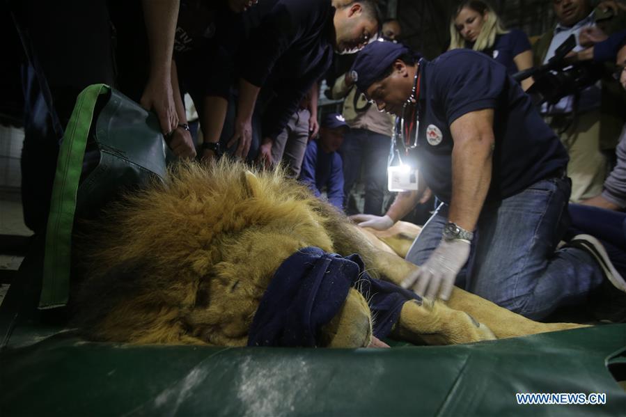 A lion is anesthetized in order to be transported from a zoo in the southern Gaza Strip City of Rafah, on April 6, 2019. International animal welfare organization FOUR PAWS planned to evacuate over 40 animals from a zoo in Rafah. (Xinhua/Khaled Omar)