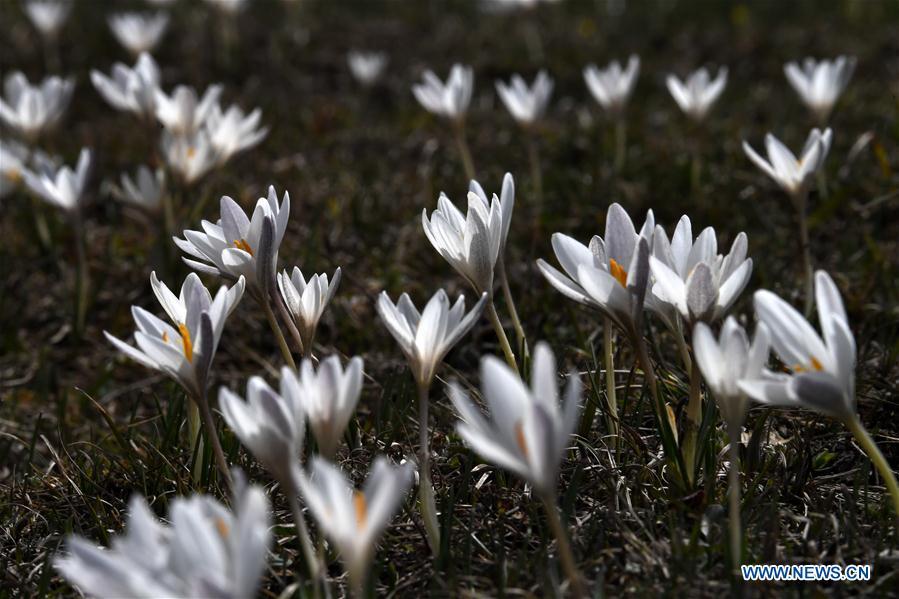 Photo taken on April 4, 2019 shows wild lily flowers at the Narat scenic spot in Xinyuan County, northwest China\'s Xinjiang Uygur Autonomous Region. (Xinhua/Sadat)