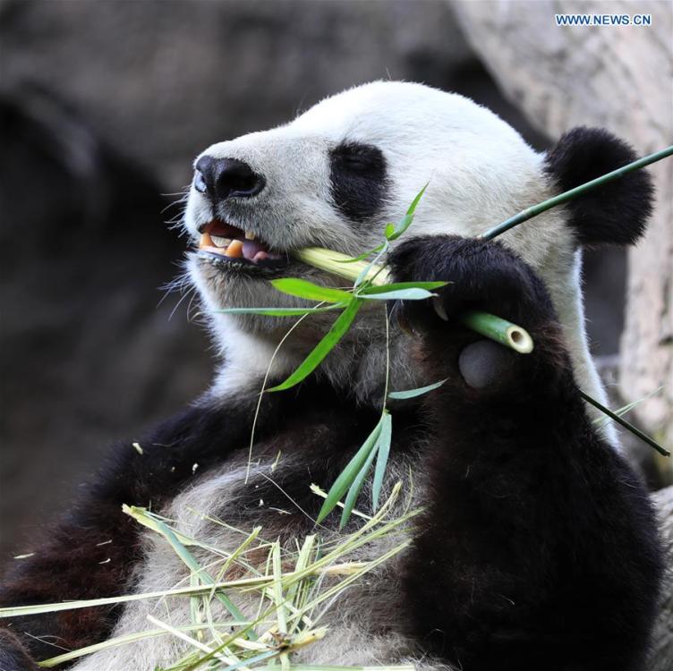 Twenty-seven-year-old female giant panda Bai Yun eats bamboo in San Diego Zoo in San Diego, the United States, April 6, 2019. The San Diego Zoo in the U.S. state of California held a special ceremony on Saturday to kick off a three-week farewell event for two giant pandas. Twenty-seven-year-old female giant panda Bai Yun and her son, six-year-old Xiao Liwu, will leave the zoo in late April and be sent back to China, as the zoo\'s conservation loan agreement with China has ended. (Xinhua/Li Ying)