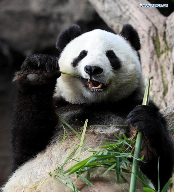 Twenty-seven-year-old female giant panda Bai Yun eats bamboo in San Diego Zoo in San Diego, the United States, April 6, 2019. The San Diego Zoo in the U.S. state of California held a special ceremony on Saturday to kick off a three-week farewell event for two giant pandas. Twenty-seven-year-old female giant panda Bai Yun and her son, six-year-old Xiao Liwu, will leave the zoo in late April and be sent back to China, as the zoo\'s conservation loan agreement with China has ended. (Xinhua/Li Ying)