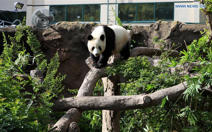 Twenty-seven-year-old female giant panda Bai Yun walks in San Diego Zoo in San Diego, the United States, April 6, 2019. The San Diego Zoo in the U.S. state of California held a special ceremony on Saturday to kick off a three-week farewell event for two giant pandas. Twenty-seven-year-old female giant panda Bai Yun and her son, six-year-old Xiao Liwu, will leave the zoo in late April and be sent back to China, as the zoo\'s conservation loan agreement with China has ended. (Xinhua/Li Ying)