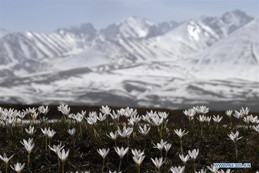 Photo taken on April 4, 2019 shows wild lily flowers at the Narat scenic spot in Xinyuan County, northwest China\'s Xinjiang Uygur Autonomous Region. (Xinhua/Sadat)