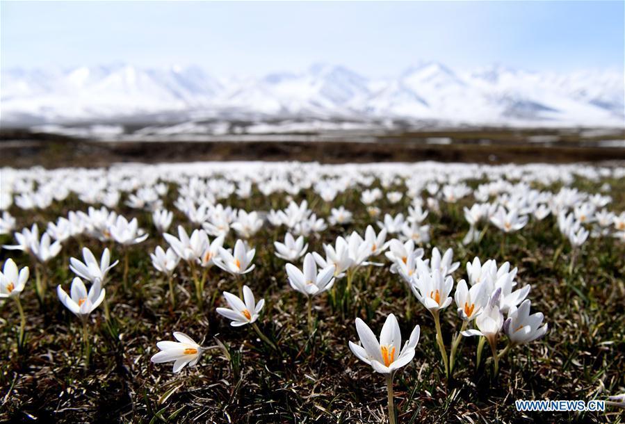 Photo taken on April 4, 2019 shows wild lily flowers at the Narat scenic spot in Xinyuan County, northwest China\'s Xinjiang Uygur Autonomous Region. (Xinhua/Sadat)