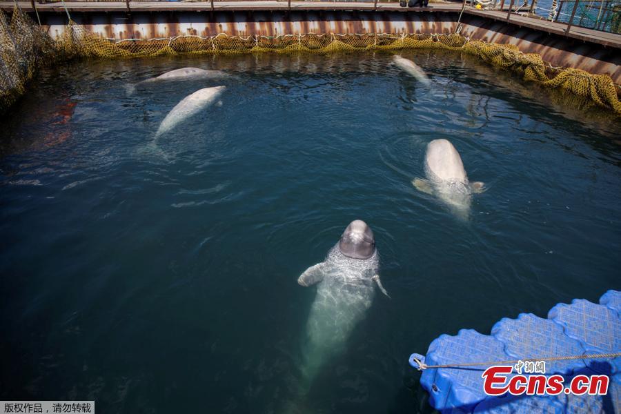 Photo shows a facility where nearly 100 whales, including orcas and beluga whales, are held in cages, during a visit of scientists representing explorer and founder of the Ocean Futures Society Jean-Michel Cousteau in a bay near the Sea of Japan port of Nakhodka in Primorsky Region, Russia, April 7, 2019. (Photo/Agencies)