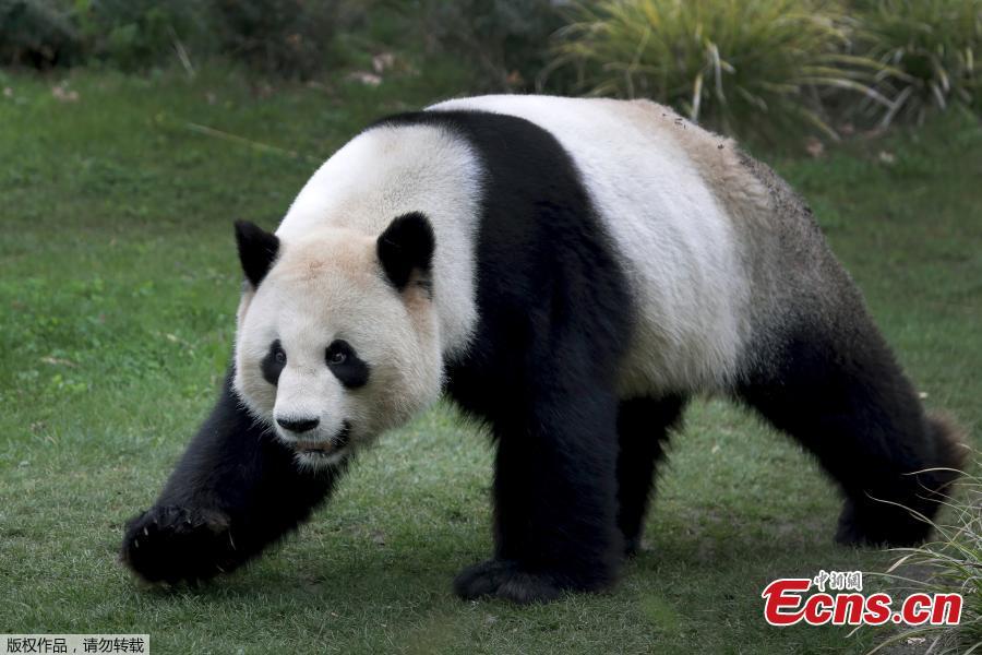 Chinese male panda bear Jiao Qing is seen in his compound at a zoo in Berlin, Germany. Giant pandas Meng Meng and Jiao Qing arrived in Berlin in 2017 from the panda breeding and research base in Chengdu, Southwest China. The panda pair will stay at the zoo, the oldest in Germany, for 15 years. (Photo/Agencies)