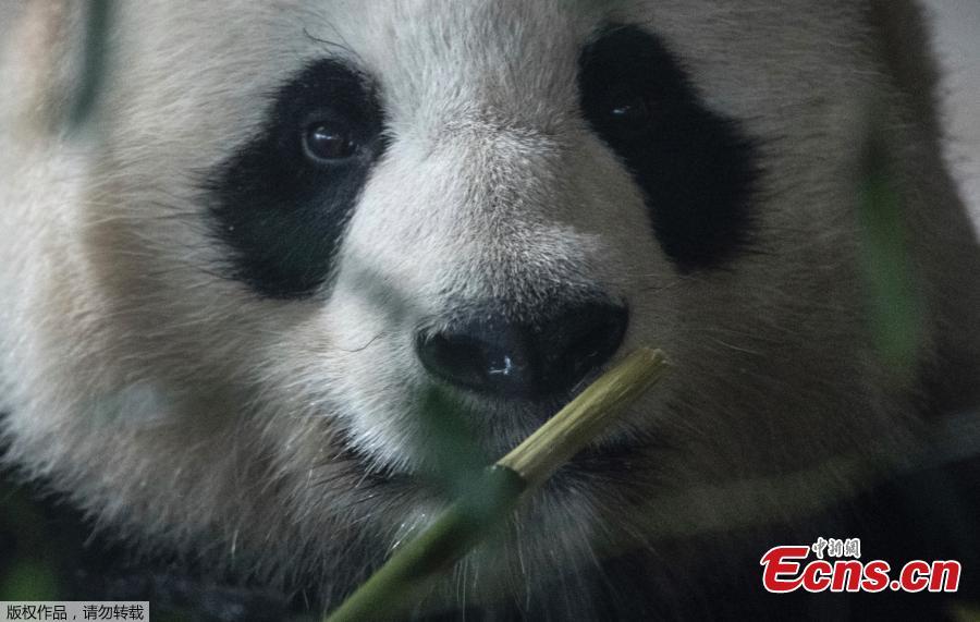 Chinese male panda bear Jiao Qing is seen in his compound at a zoo in Berlin, Germany. Giant pandas Meng Meng and Jiao Qing arrived in Berlin in 2017 from the panda breeding and research base in Chengdu, Southwest China. The panda pair will stay at the zoo, the oldest in Germany, for 15 years. (Photo/Agencies)