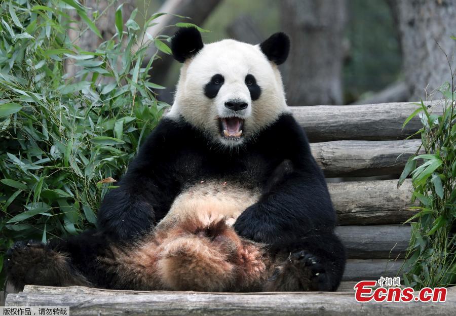 Chinese male panda bear Jiao Qing is seen in his compound at a zoo in Berlin, Germany. Giant pandas Meng Meng and Jiao Qing arrived in Berlin in 2017 from the panda breeding and research base in Chengdu, Southwest China. The panda pair will stay at the zoo, the oldest in Germany, for 15 years. (Photo/Agencies)