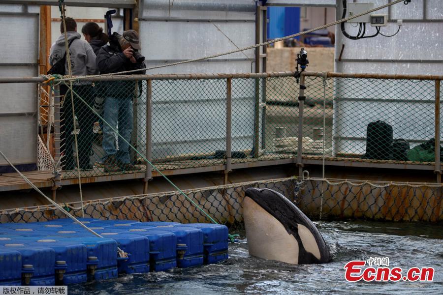 Photo shows a facility, where nearly 100 whales including orcas and beluga whales are held in cages, during a visit of scientists representing explorer and founder of the Ocean Futures Society Jean-Michel Cousteau in a bay near the Sea of Japan port of Nakhodka in Primorsky Region, Russia April 7, 2019. (Photo/Agencies)