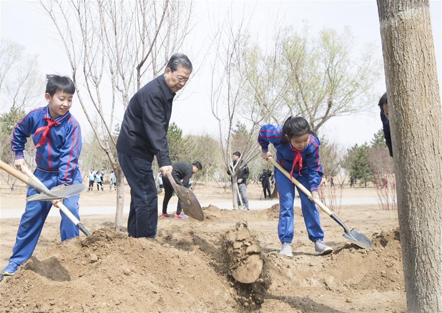Zhao Leji plants a tree in Tongzhou District in Beijing, capital of China, April 8, 2019. Chinese President Xi Jinping, also general secretary of the Communist Party of China Central Committee and chairman of the Central Military Commission, attended the tree-planting activity on Monday. Other Party and state leaders, including Li Zhanshu, Wang Yang, Wang Huning, Zhao Leji, Han Zheng and Wang Qishan, also attended the activity. (Xinhua/Wang Ye)
