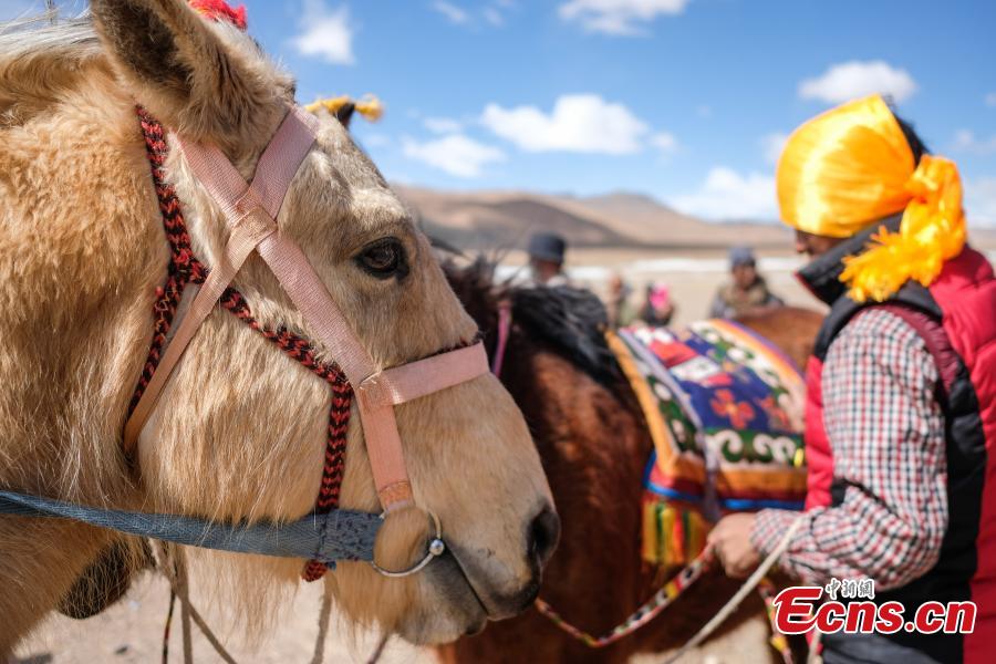 A horse race in Qianggu Village in Ngari Prefecture, Southwest China\'s Tibet Autonomous Region, April 9, 2019. The per capita income of the village reached 14,000 yuan ($2,086) in 2017 and locals all live above the poverty line. (Photo: China News Service/He Penglei)