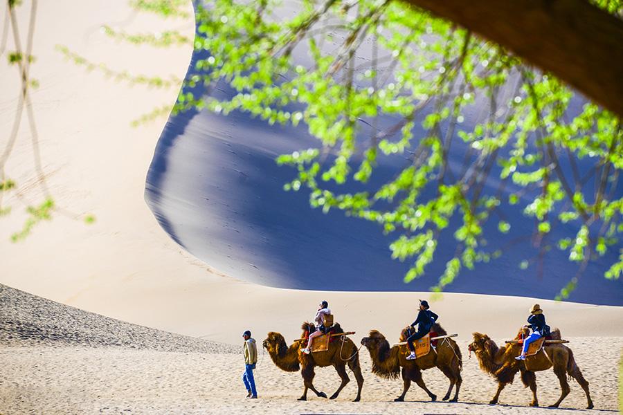 Clear weather and apricot blossoms bring increasing visitors to the Crescent Lake scenic spot (Yueya Quan) in Dunhuang, Northwestern China\'s Gansu Province.(Photo/chinadaily.com.cn)
Apricots have come into blossom in Dunhuang city, Northwestern China\'s Gansu Province.

Apricots cover an area of 66.7 hectares at the foot of the Echoing-Sand Mountain (Mingsha Mountain), making the city an ideal destination for spring outings.

The average number of visitors to Crescent Lake (Yueya Quan) per day in early April increased to 2,000 people, double March’s figure.

Characterized by its desert culture and Buddhist art, Dunhuang is home to several tourist attractions, the world heritage-listed Mogao Grottoes among them.

According to the local tourism bureau, the six scenic spots in Duanhuang welcomed 28,700 tourists from both home and abroad during the three-day Qingming holiday period (April 5 to April 7, representing a 5.32 percent increase on last year.