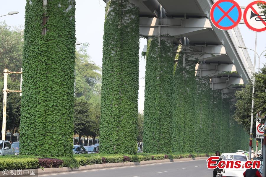 Creeping plants grow up a row of pillars connected to an elevated subway line in Shapingba District, Southwest China\'s Chongqing Municipality. Local authorities planted the green climbing plants to give a fresh look to the urban landscape. (Photo/VCG)