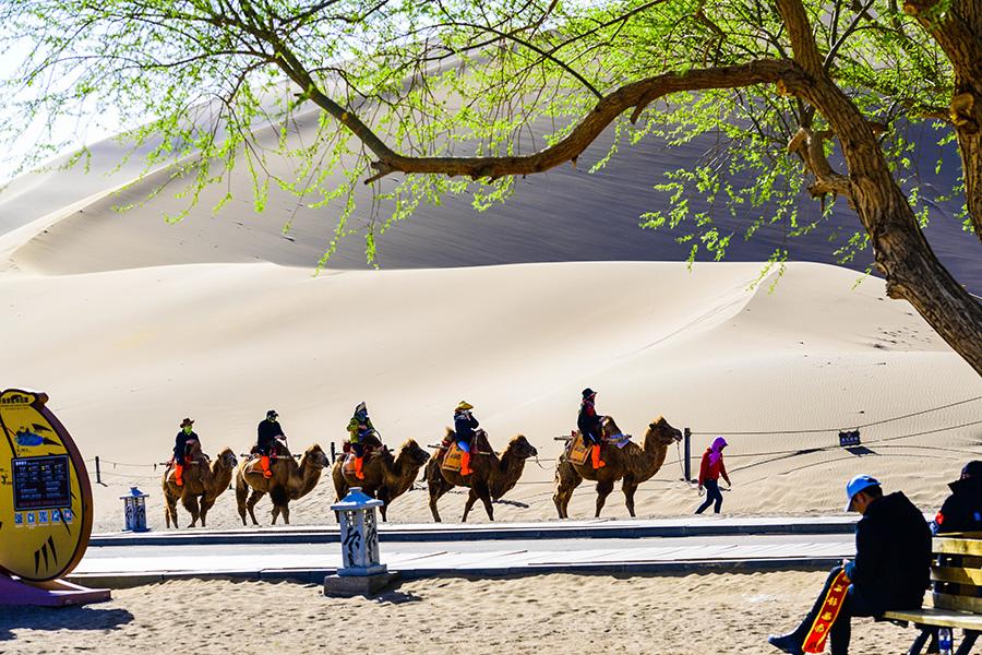 Characterized by its desert culture and Buddhist art, Dunhuang is attracting more and more tourists from home and abroad. (Photo/chinadaily.com.cn)
