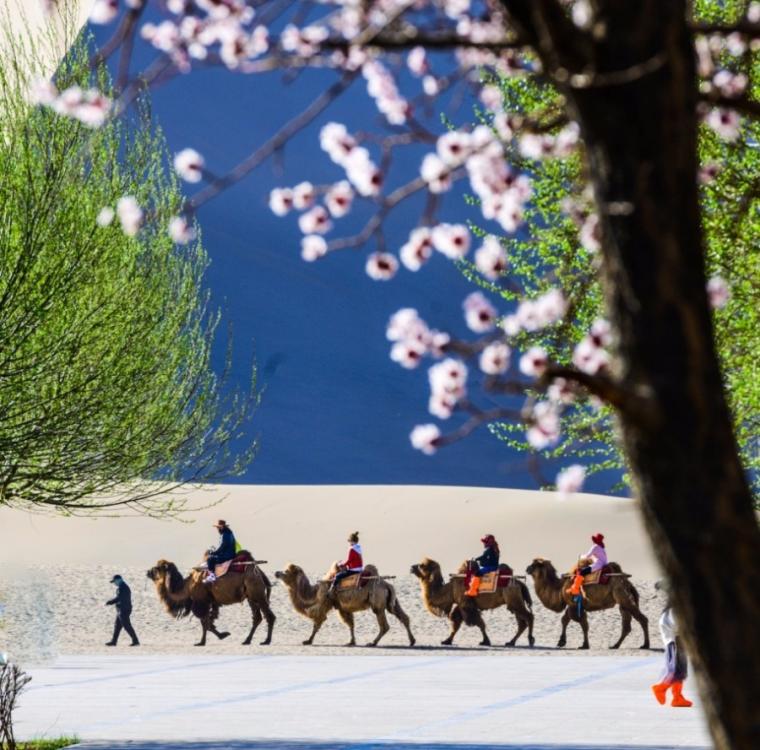 Clear weather and apricot blossoms bring increasing visitors to Dunhuang, Northwestern China\'s Gansu Province. (Photo/chinadaily.com.cn)