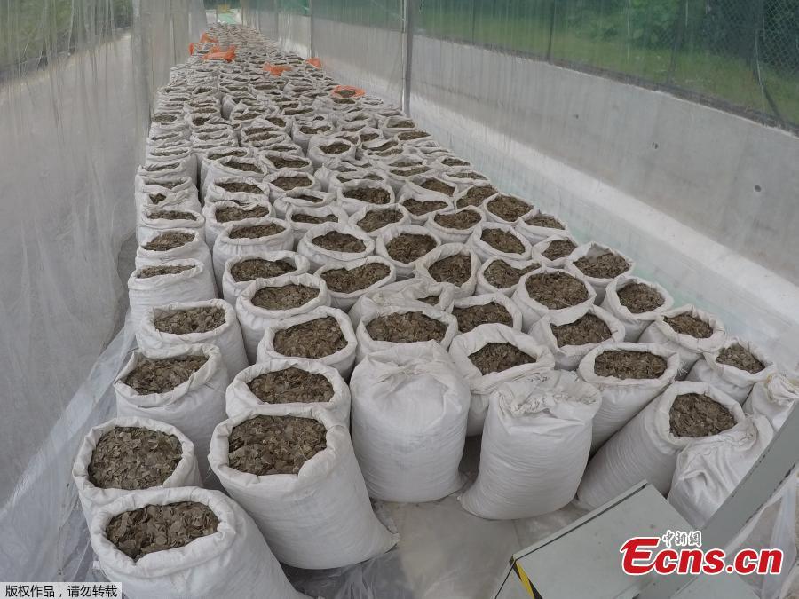 Pangolin scales that were seized by Singapore Customs and National Parks Board on April 8, 2019 are pictured in Singapore. The seizure of 12.7 tonnes of scales, worth an estimated $38 million, follows last week\'s haul of 12.9 tonnes. The scales in that seizure, the biggest of its kind worldwide in five years, were said to have come from about 17,000 pangolins.(Photo/Agencies)