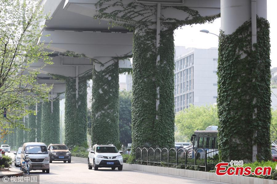Creeping plants grow up a row of pillars connected to an elevated subway line in Shapingba District, Southwest China\'s Chongqing Municipality. Local authorities planted the green climbing plants to give a fresh look to the urban landscape. (Photo/VCG)