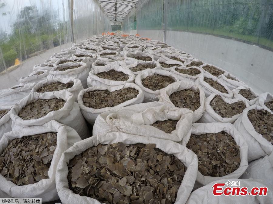 Pangolin scales that were seized by Singapore Customs and National Parks Board on April 8, 2019 are pictured in Singapore. The seizure of 12.7 tonnes of scales, worth an estimated $38 million, follows last week\'s haul of 12.9 tonnes. The scales in that seizure, the biggest of its kind worldwide in five years, were said to have come from about 17,000 pangolins.(Photo/Agencies)