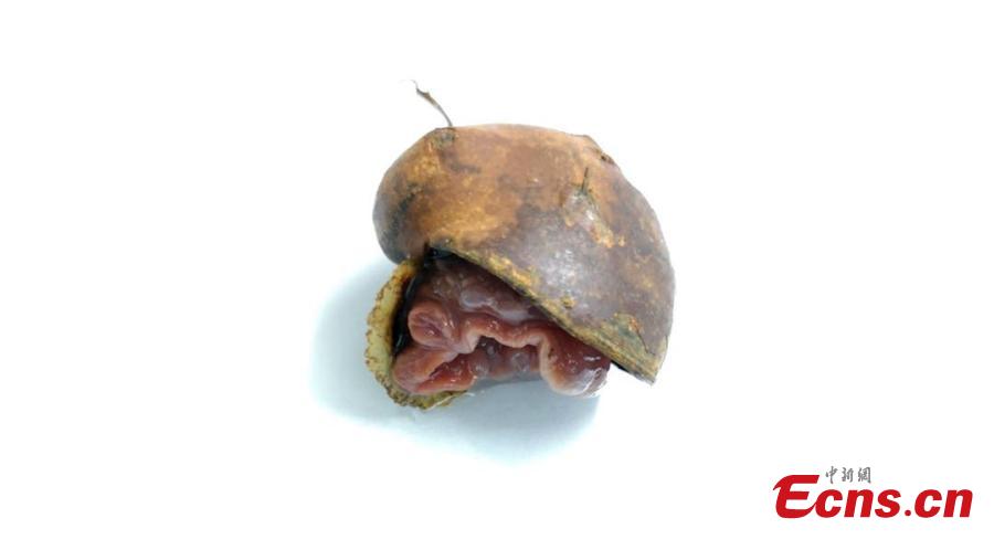 A sea creature collected by China\'s unmanned submersible \