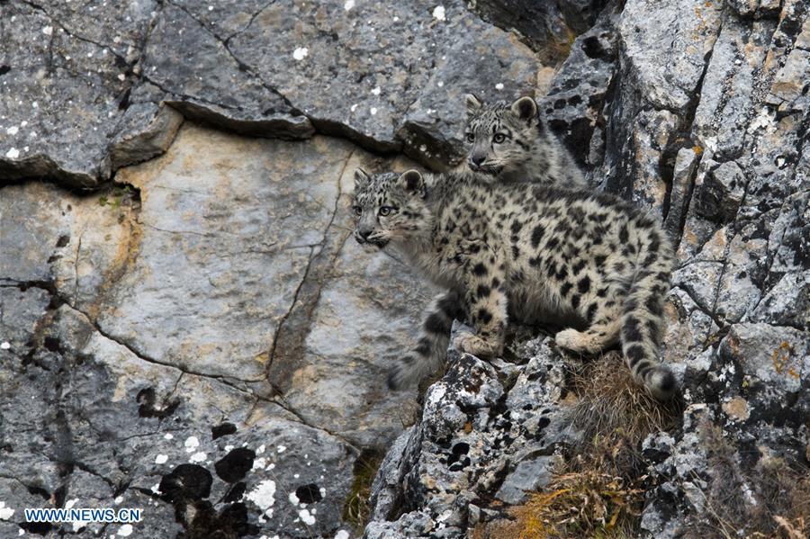 Photo taken on Oct. 22, 2017 shows two snow leopard cubs at Three-river-source National Park in northwest China\'s Qinghai Province. (Photo/Xinhua)