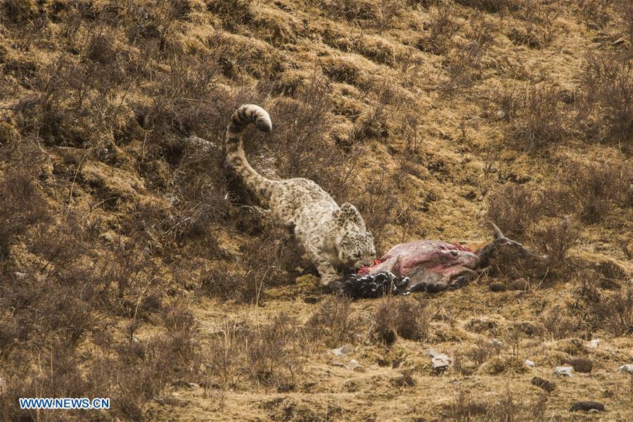 Photo taken on May 2, 2017 shows a snow leopard eating at Three-river-source National Park in northwest China\'s Qinghai Province.  (Photo/Xinhua)