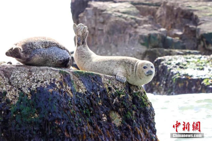 Wild spotted seals are seen in the sea near Changshan Island in Changdao County, Shandong Province. The spotted seals have recently migrated from Liaodong Bay to the area, which is rich with fish, shrimp and algae, to forage and stay for approximately two months. (Photo: China News Service/Wu Kun)