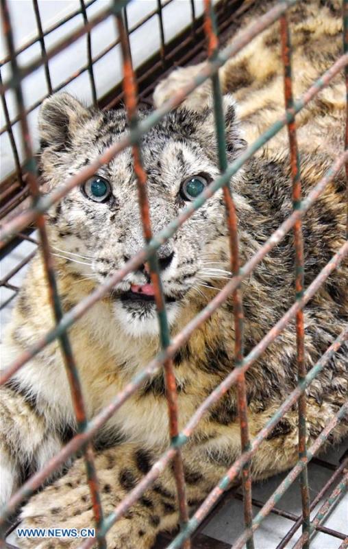 Female snow leopard Ling Xue, who has recovered from injuries, waits to be returned to Qinghai Province at Beijing Zoo in Beijing, capital of China, May 11, 2018. (Photo/Xinhua)