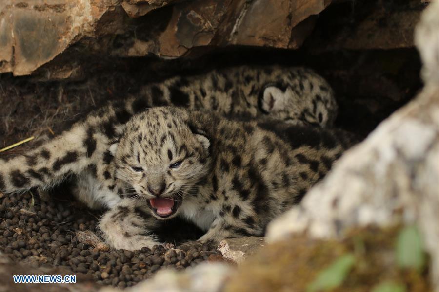 Photo taken on June 16, 2017 shows snow leopard cubs in bushes in Gaduo Township of Chengduo County under Yushu Tibetan Autonomous Prefecture, northwest China\'s Qinghai Province. (Photo/Xinhua)