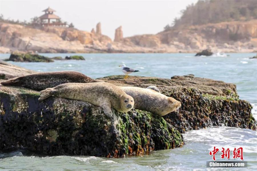 Wild spotted seals are seen in the sea near Changshan Island in Changdao County, Shandong Province. The spotted seals have recently migrated from Liaodong Bay to the area, which is rich with fish, shrimp and algae, to forage and stay for approximately two months. (Photo: China News Service/Wu Kun)