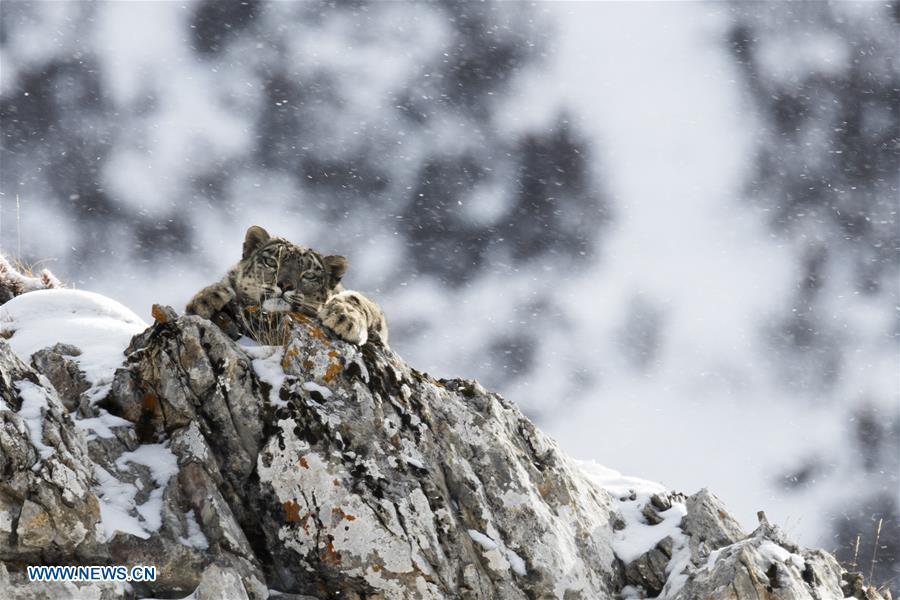 Photo taken on Oct. 26, 2017 shows a snow leopard at Three-river-source National Park in northwest China\'s Qinghai Province.  (Photo/Xinhua)