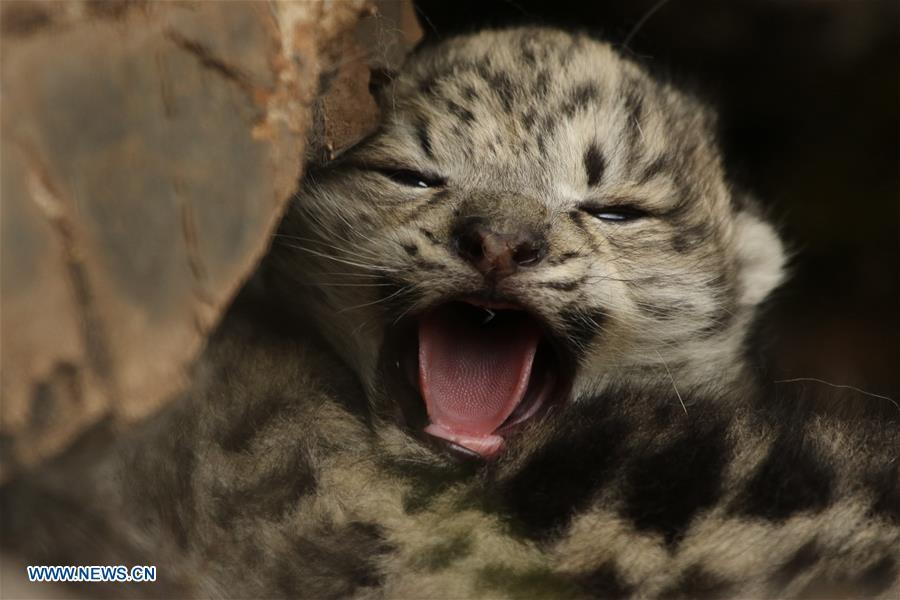 Photo taken on June 16, 2017 shows a snow leopard cub in bushes in Gaduo Township of Chengduo County under Yushu Tibetan Autonomous Prefecture, northwest China\'s Qinghai Province. (Photo/Xinhua)