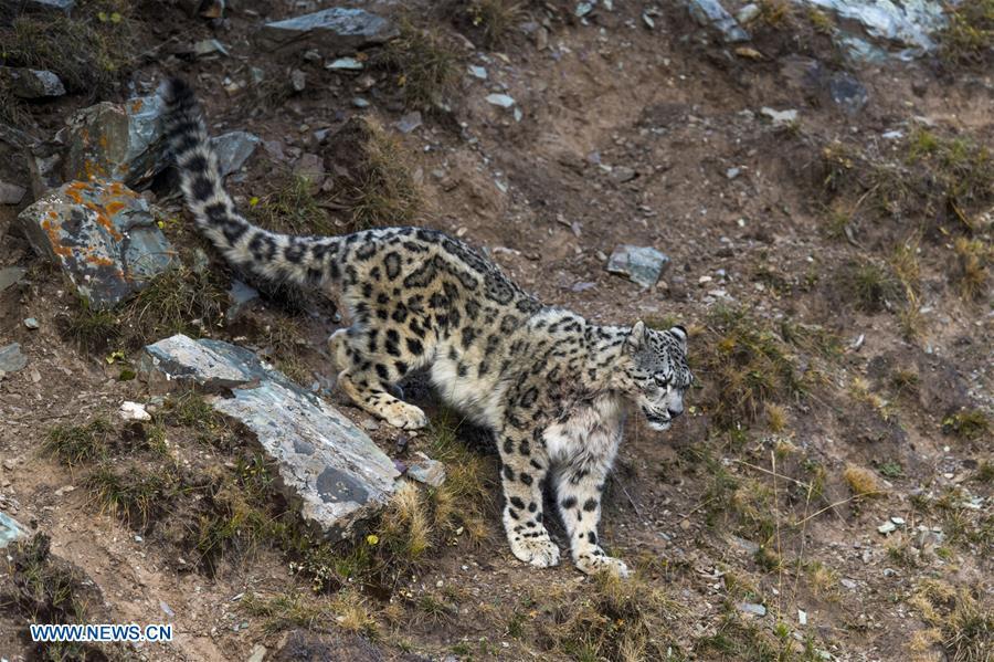 Photo taken on Oct. 22, 2017 shows a snow leopard at Three-river-source National Park in northwest China\'s Qinghai Province.  (Photo/Xinhua)