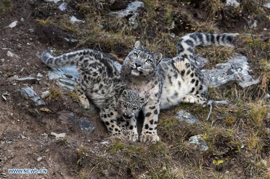 Photo taken on Oct. 22, 2017 shows a snow leopard with its cub at Three-river-source National Park in northwest China\'s Qinghai Province.  (Photo/Xinhua)

Snow leopards have been thriving in the Sanjiangyuan area thanks to government efforts to protect the wild animals and a crackdown on poaching. The latest figures show that more than 1,000 snow leopards have been found in the area.

Since 2016, the population of wild animals such as snow leopards, brown bears and yaks in the area has been recovering, Jiu said. Snow leopards are a Class A protected animal in China and are classified as \