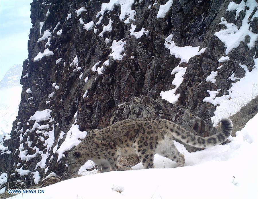 A snow leopard is captured by infrared camera on March 29, 2017 in Wolong National Nature Reserve, southwest China\'s Sichuan Province. (Photo/Xinhua)